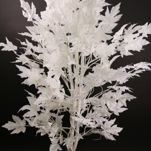 צמח פיקוס תאילנדי גזע טיבעי גובה 1.20 מטר.