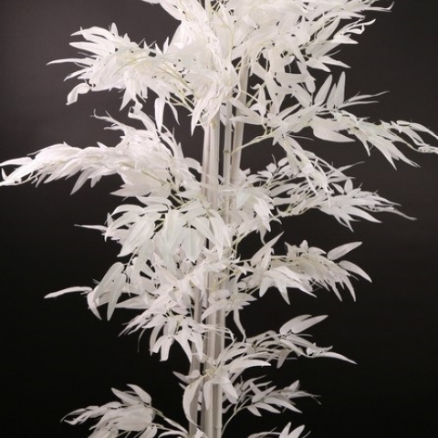 צמח במבוק גזע טיבעי גובה 1.65 מטר 