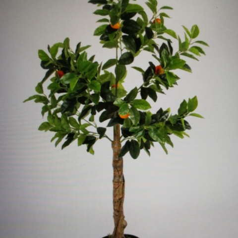 צמח תפוז ננסי  גזע טיבעי גובה - 1.30 מטר.