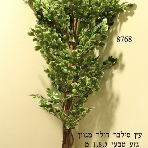 עץ סילבר דולר מגוון גזע טיבעי גובה - 1.90 מטר.