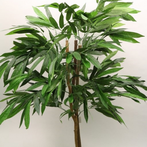 צמח פיקוס תאילנדי גזע טיבעי גובה 1.20 מטר.