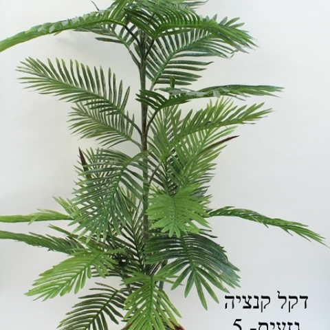 דקל קנציה 5 גזעים 31 ענפים גובה - 1.50 מטר