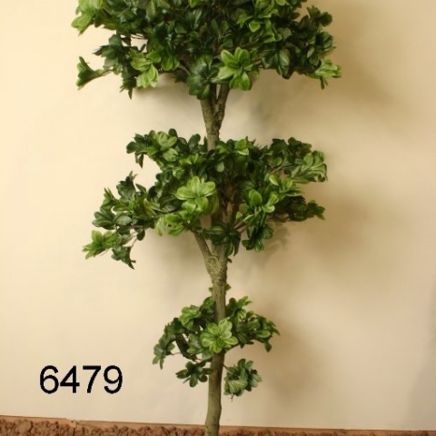 שיח פיטוספורום יפני  מדורג 3 ראשים. גובה - 1.60 מטר.