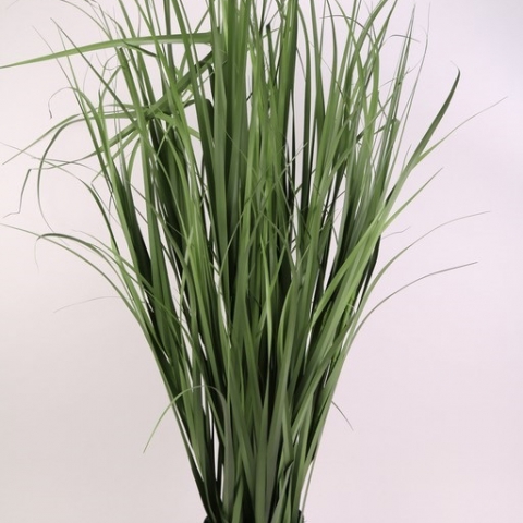 צמח בוס נחלים בעציץ גובה 1.20 ס