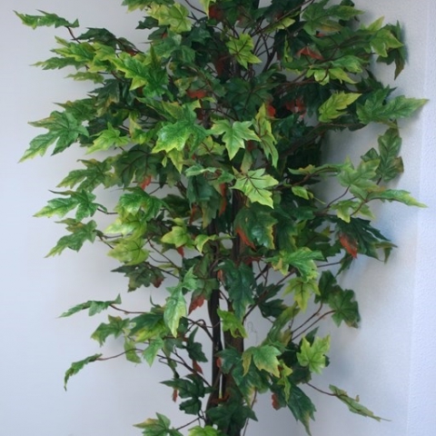 עץ מייפל ירוק עץ מייפל שלכת גזע טיבעי. גובה 2.00 מטר.