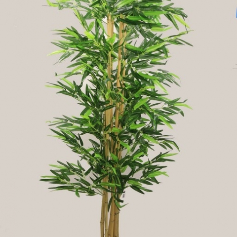 צמח במבוק גזע טיבעי 12 קנים גובה 1.80 ס