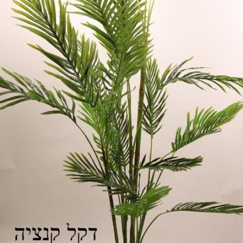 דקל קנציה 7 יציאות 2.00 גובה