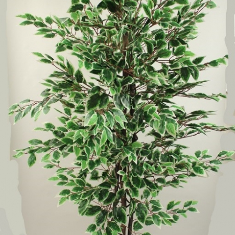 צמח פיקוס בנימינה גזע טיבעי 1344 עלים מגוון. גובה - 1.80 מטר.