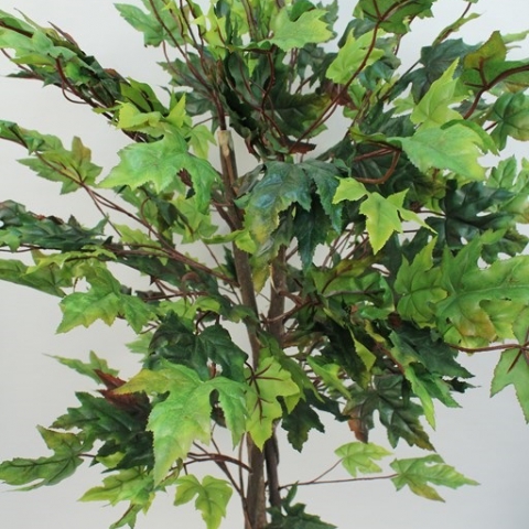 צמח מייפל ירוק גזע טיבעי גובה - 1.50 מטר