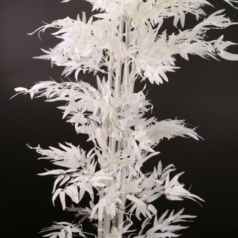 צמח במבוק גזע טיבעי גובה 1.80 מטר