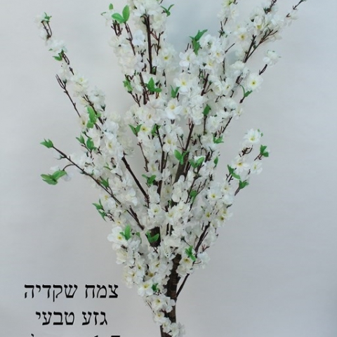 צמח שקדיה  גזע טיבעי צבע לבן גובה - 1.70 מטר.