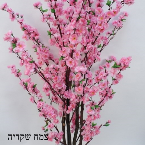 צמח שקדיה גזע טיבעי צבע ורוד גובה 1.70 ס