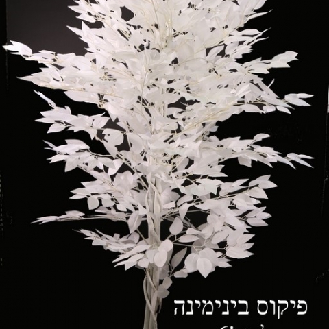 פיקוס בנימינה  גובה 1.50 מטר.