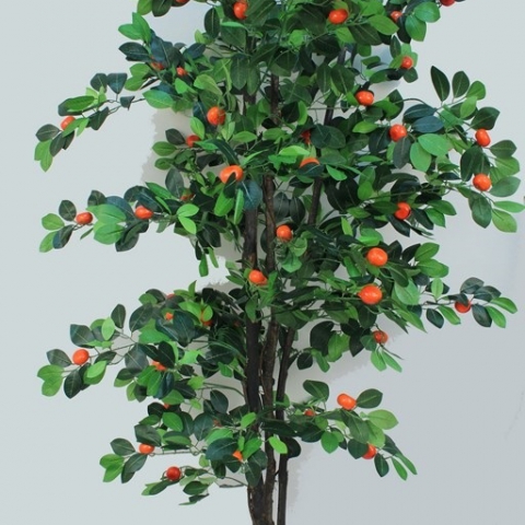 צמח קלמנטינה ננסי גובה - 1.80 מטר.