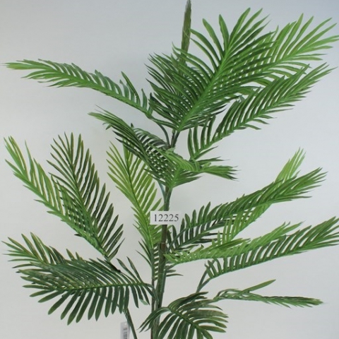 דקל קנציה 20 ענפים גובה - 1.15 מטר.