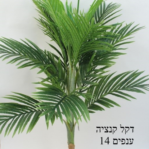 דקל קנציה 14 ענפים גובה - 1.35 מטר