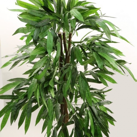 צמח פיקוס תאילנדי גזע טבעי גובה 1.60 מטר.