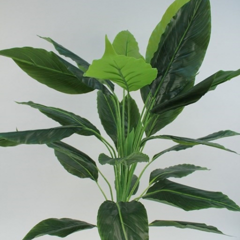 שיח עלי קלה גובה 1 מטר.