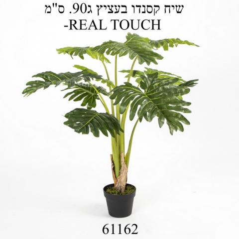 שיח קסנדו. REAL-TOUCH גובה 0.90 מטר.