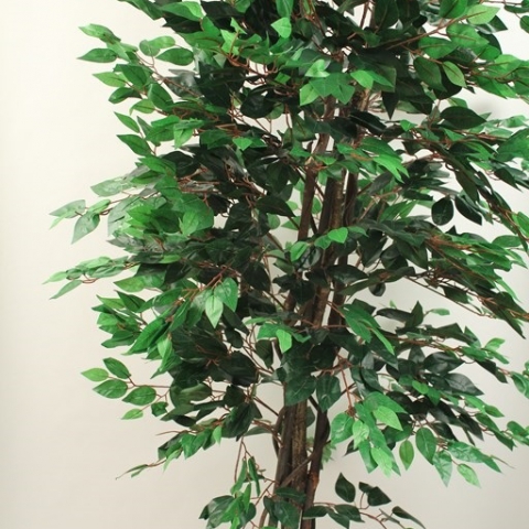 צמח פיקוס בנימינה גזע טיבעי. 1344 עלים. גוון ירוק. גובה - 1.80 מטר.